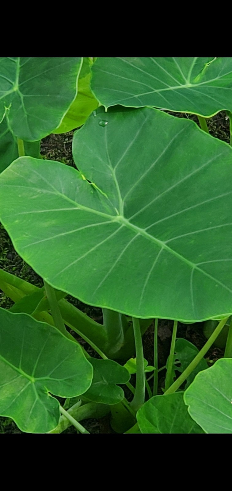 Leucocasia Thai Giant NOT Fake Ones Being Sold Elephant Ear Plant