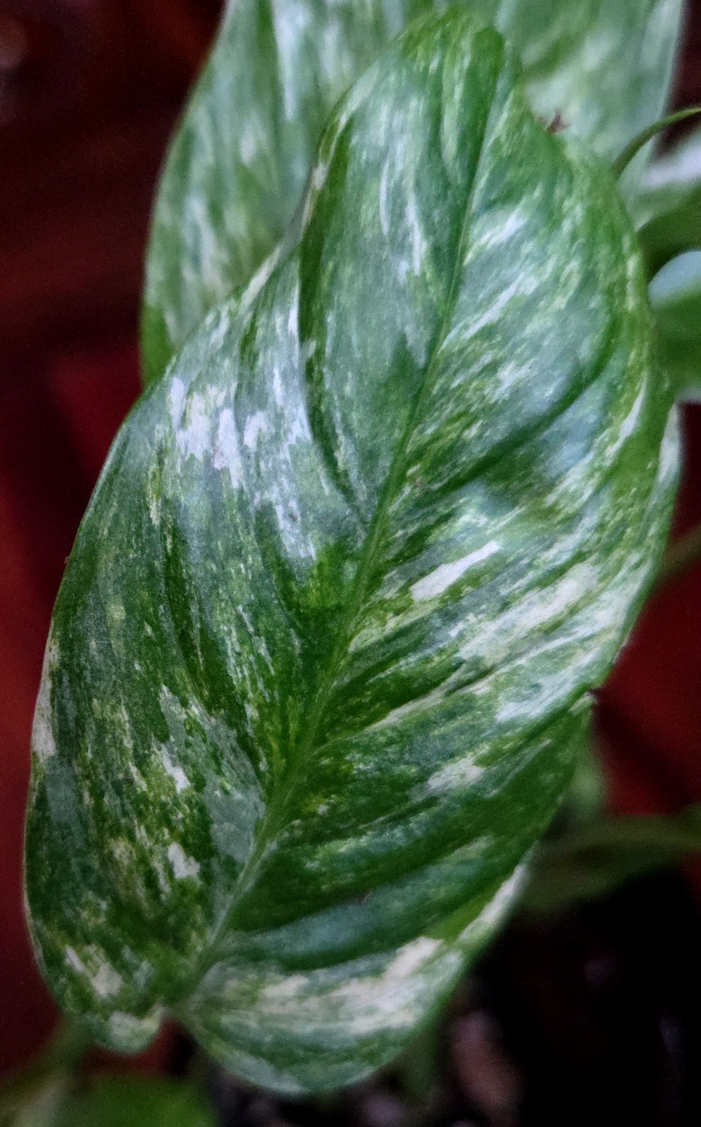 Rare Monstera Laniata Mint Tricolor 14″ Tall 2 Plants No Philodendron Anthurium