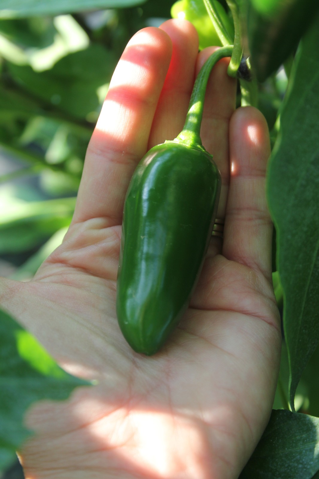 Jalafuego Jalapeno Pepper Seeds (20) New and Selling Fast. Free Shipping!