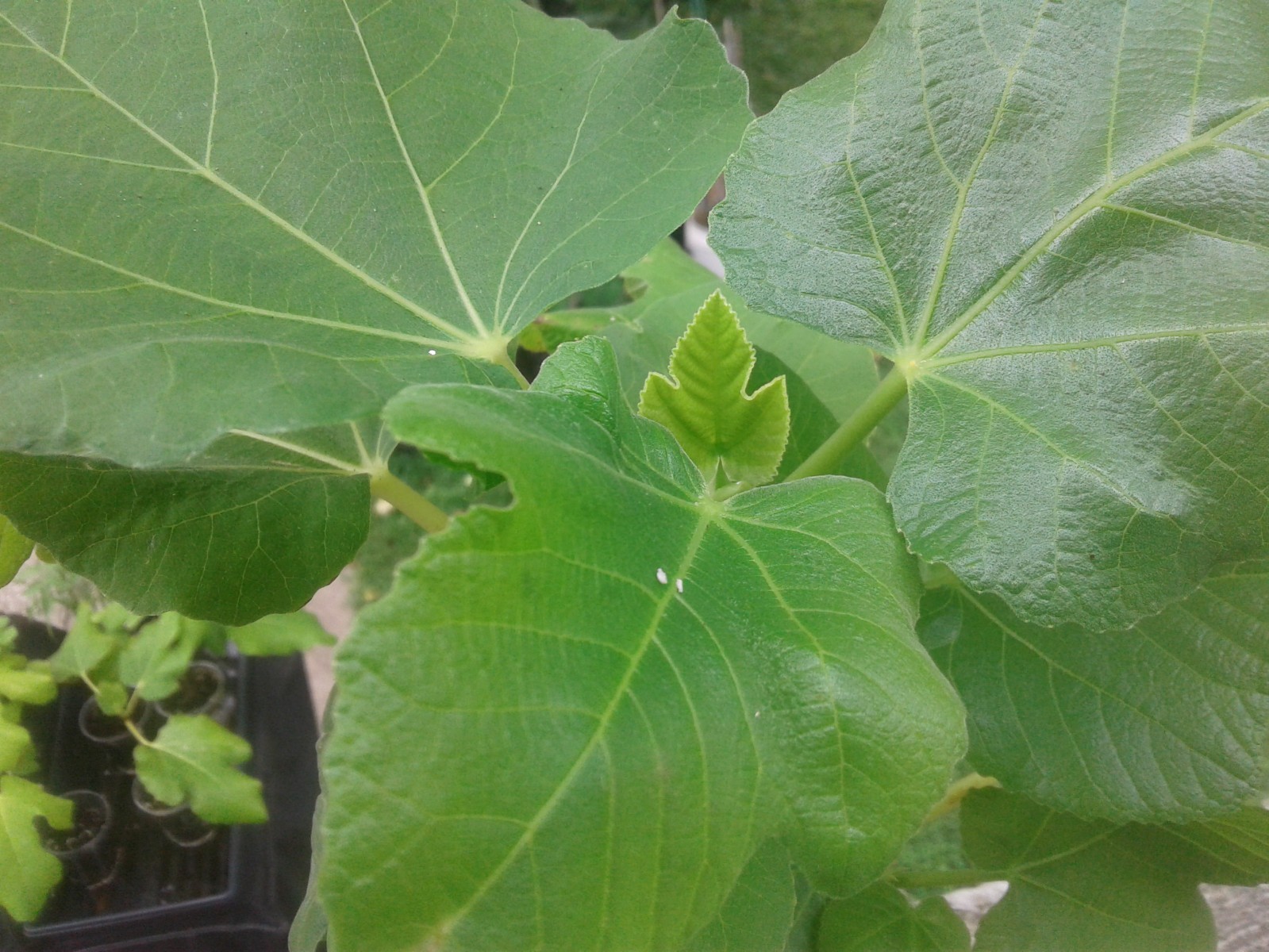 2 Italian 258 Fig Trees Ficus Carica 2 Healthy Cultivars 9″to 12″ H & 5″-7″ W