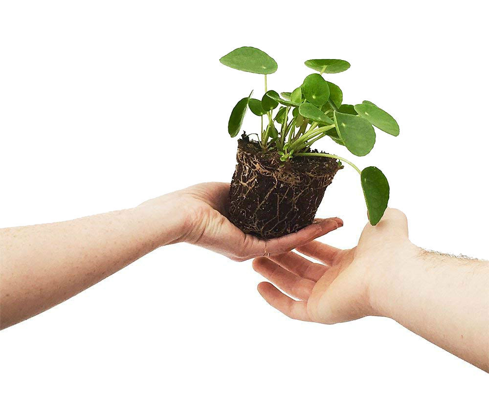 UFO Plant Chinese Money Pass Pilea Peperomioides 4″ Pot Best Gift Houseplant