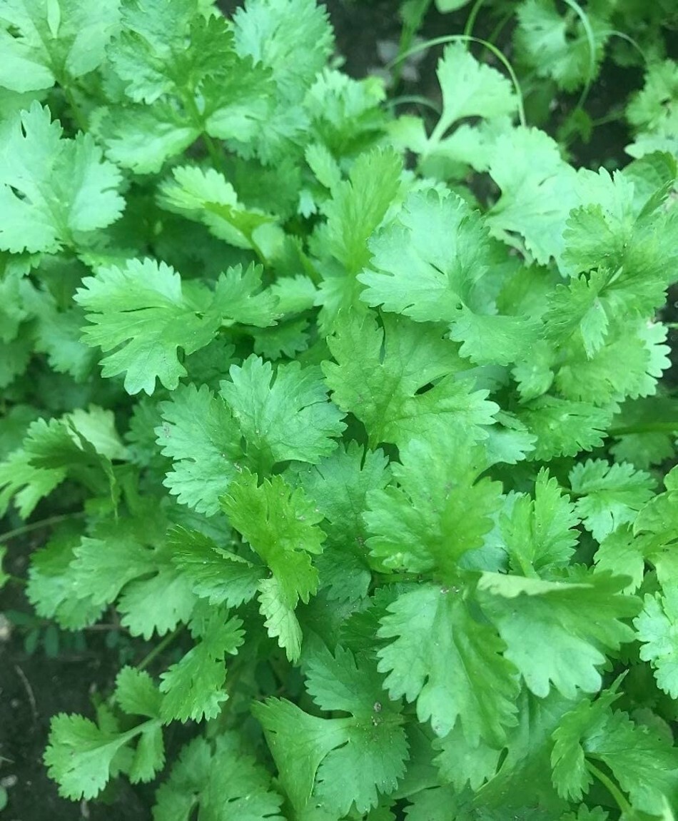 Coriander Treat Herb Right From Your Garden Coriandrum Santo Cilantro 100 Seeds