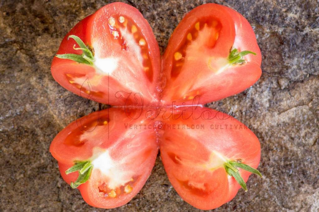10 seeds DWARF Firebird Sweet Tomato Organic Rare Variety DTP beefsteak