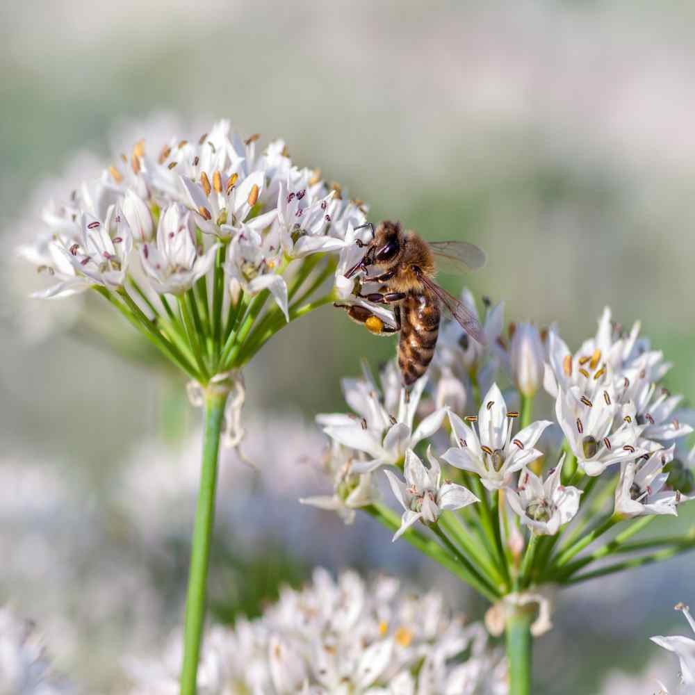 1 OZ Non-GMO Garlic Chives Herb Seeds For Sprouting & Microgreens