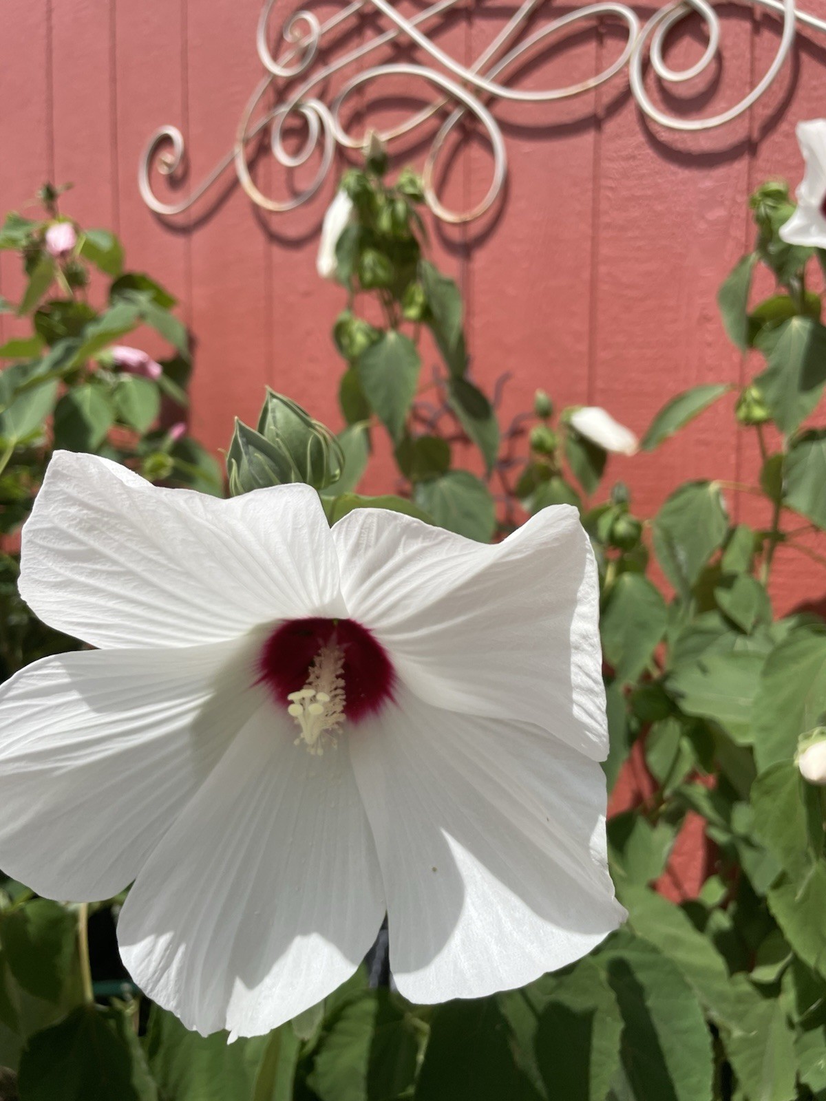 100+ Mixed Pink & White Hibiscus Moscheutos Rose Mallow seeds Free US shipping!