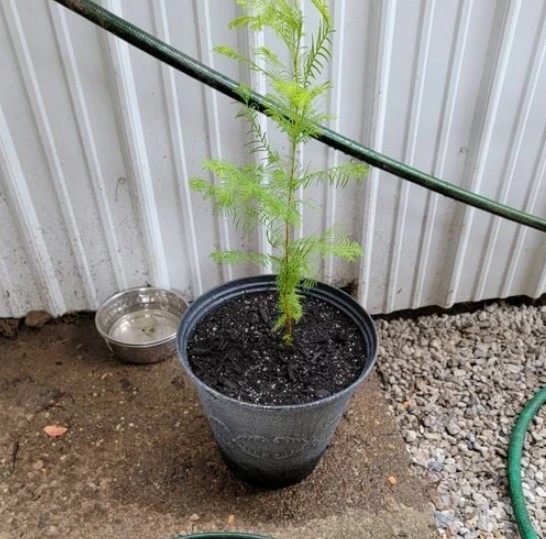 Dawn Redwood Live Tree – 8-12″ Tall – 1 Quart Pot – Deciduous Tree – Zones 5-8