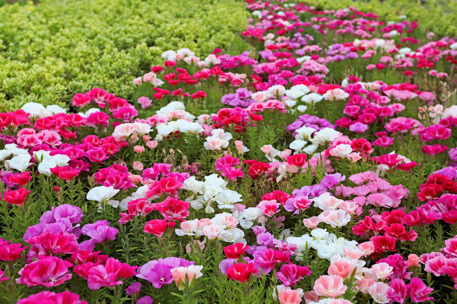 500 DOUBLE DEUCES GODETIA Grandiflora Clarkia Amoena Mixed BiColor Flower Seeds