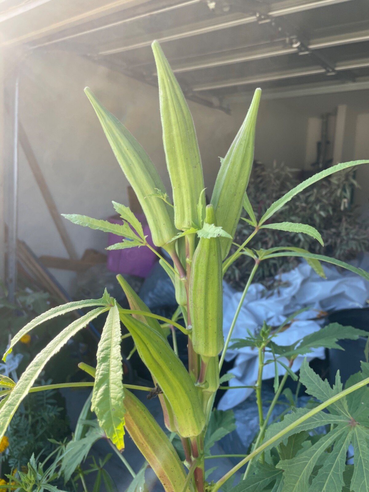 100 Mixed Okra Seeds Texas Longhorn Clemson Spineless Heavy Hitter Heirloom