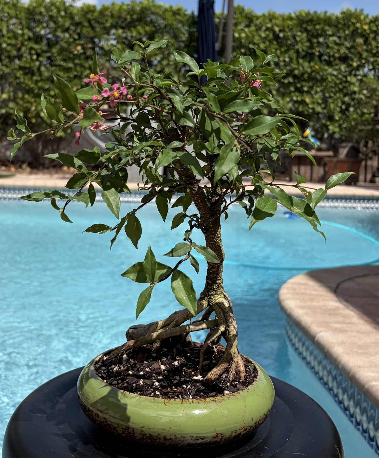 Barbados Cherry Exposed Roots Shohin Bonsai (Malpighia Emarginata)