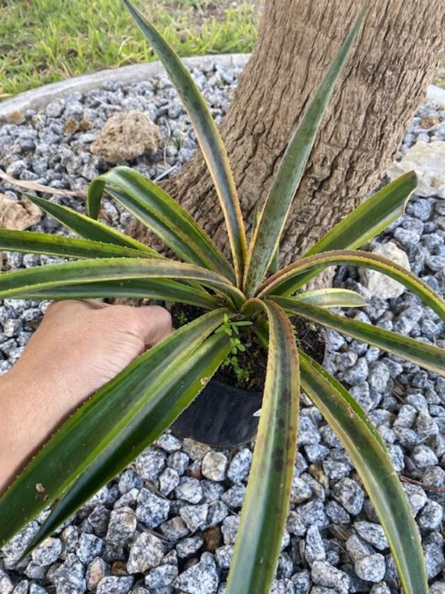 PINEAPPLE PUNCH (MANFREDA X AGAVE HYBRID) MATURE PLANT