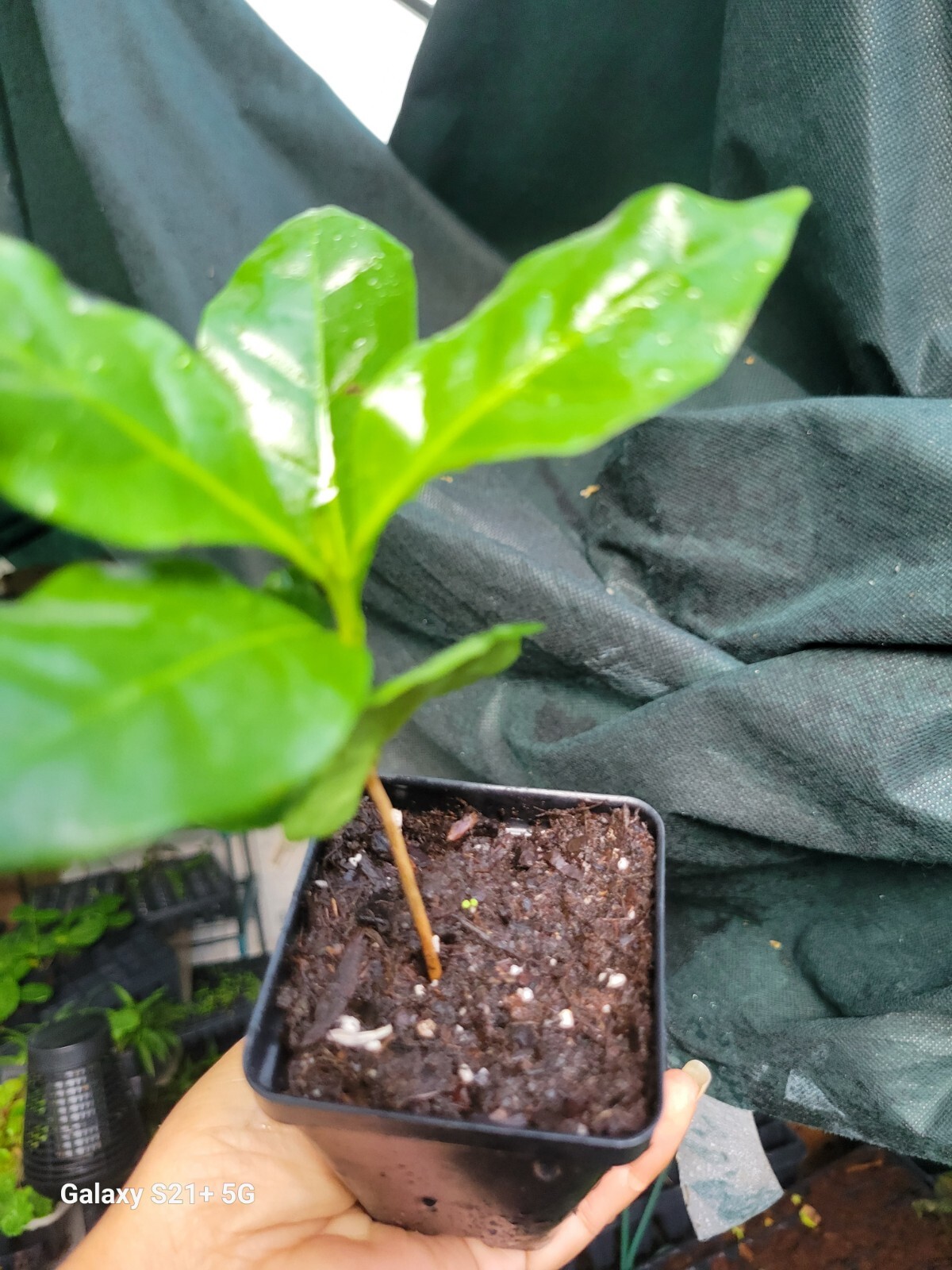 Coffee plant, Arabica plant, evergreen houseplant in 3″pot