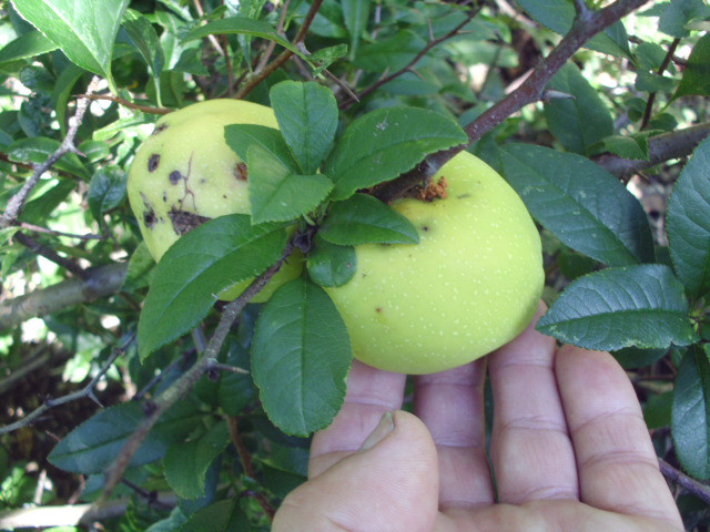 15 PINK LADY JAPANESE QUINCE SEEEDS – Chaenomeles speciosa ” Pink lady “