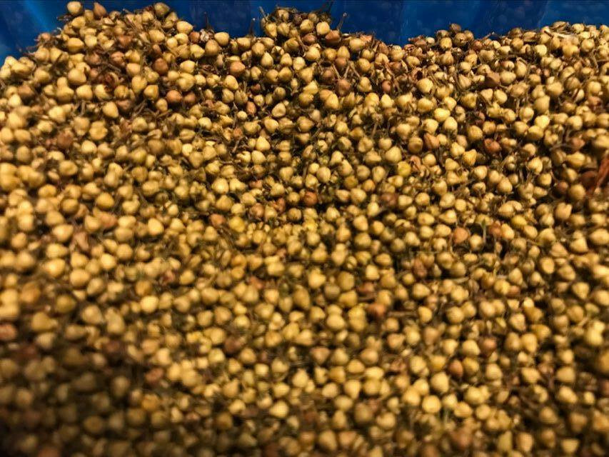 Swamp titi, or leatherwood, .2 grams (approx 125+ seeds), free ship, 2022 crop