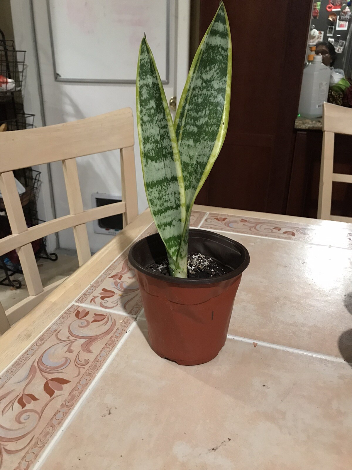Snake Plant BARE ROOT air purifying plant-sansevieria 2 For $9