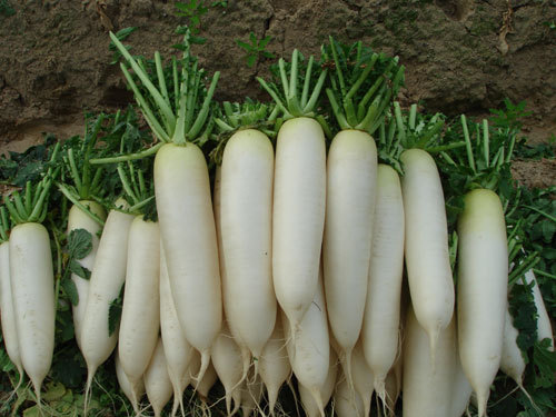 WHITE ICICLE RADISH SEEDS * 5 INCH FRUIT * CRISP & MILD * WHITE FLESH * 100 /PKT