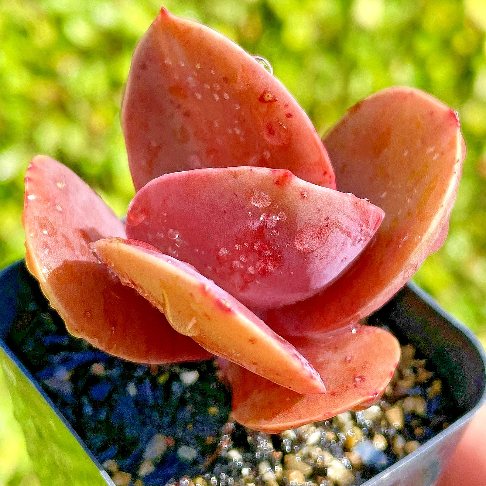 Rare Burgundy Red Paddle Succulent Rooted Live Plant Healthy Easy Care 2.5-Inch
