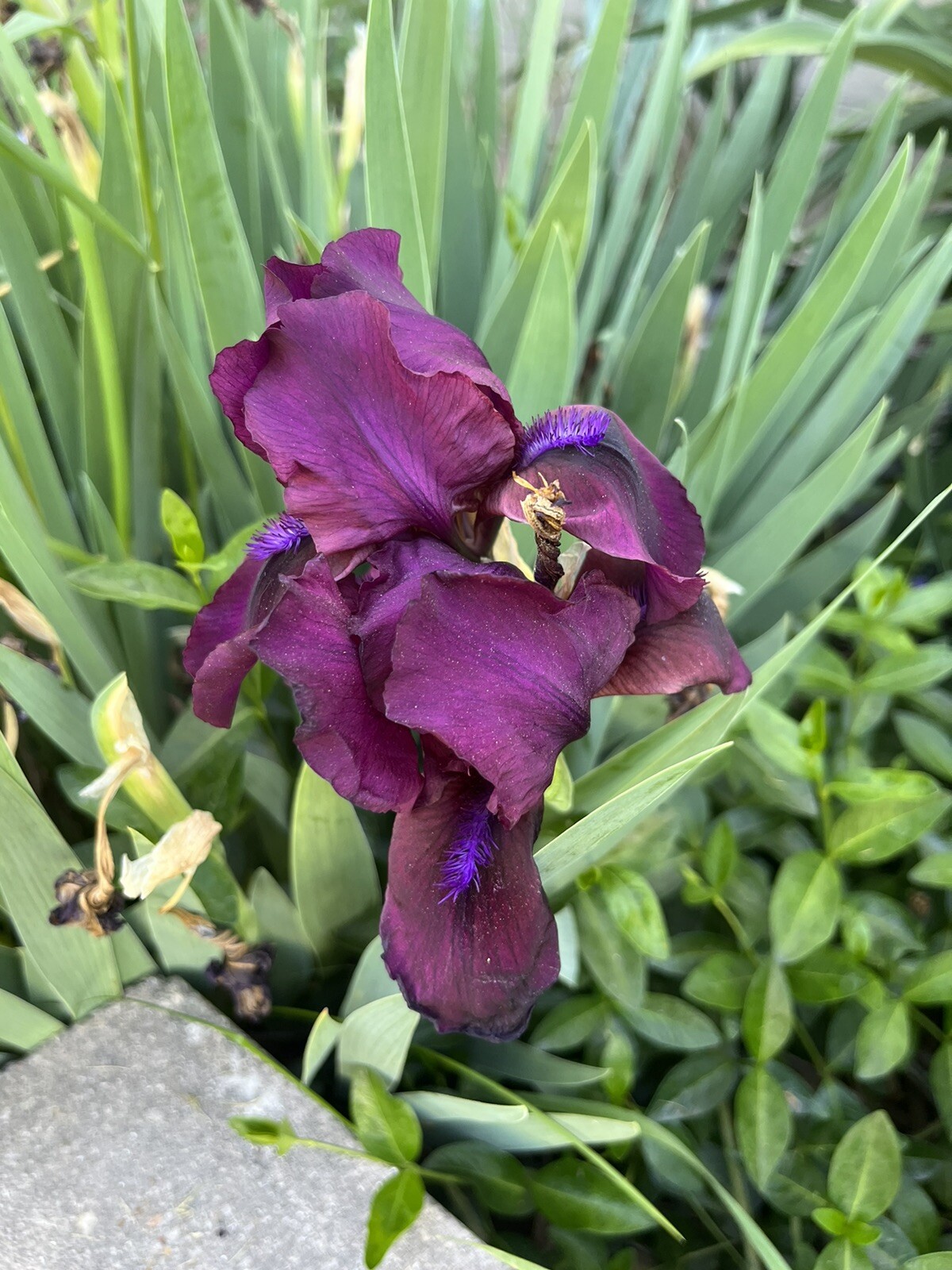 ONE (1) BEARDED MINI IRIS Solid purple live plants perennial bulb Freshly Dug