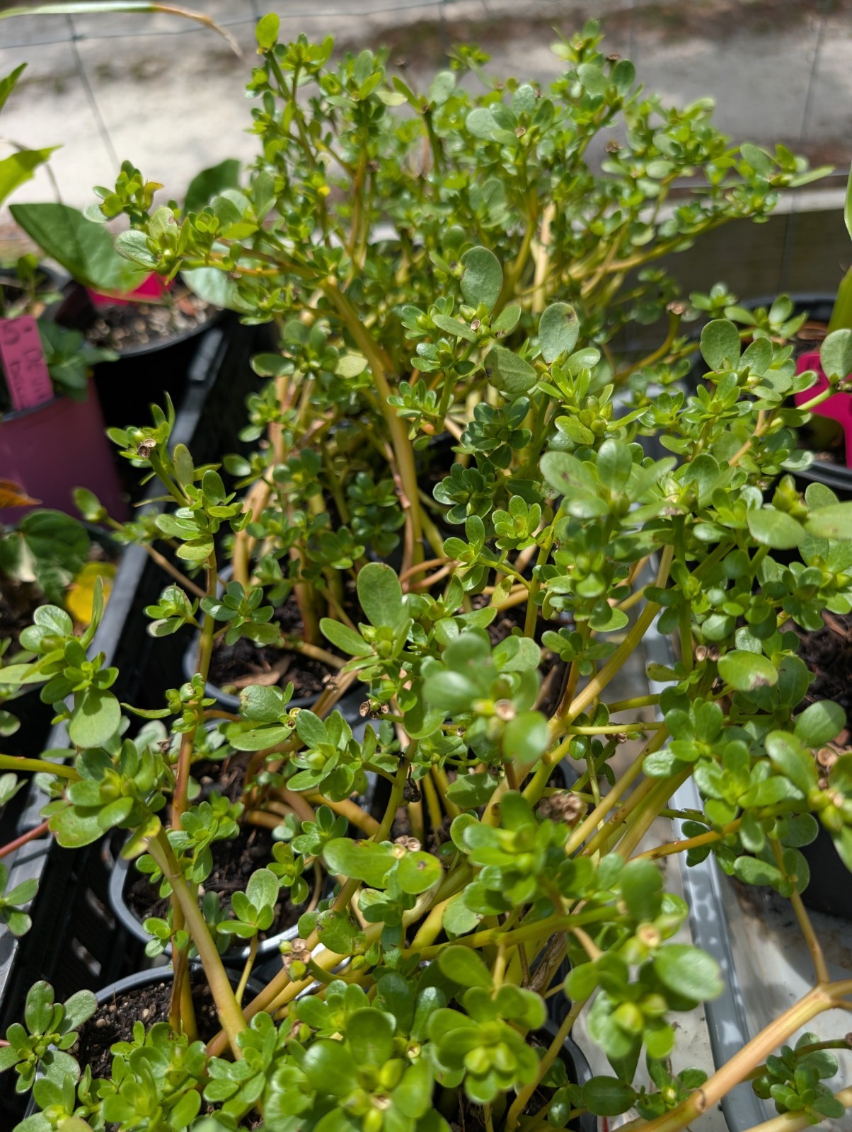 5 x Portulaca Oleracea Live Rooted PlantsYellow Flowers Groundcover Purslane