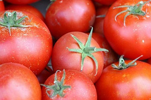 TOMATO SLICER BONNY BEST SCARLET 100 SEEDS