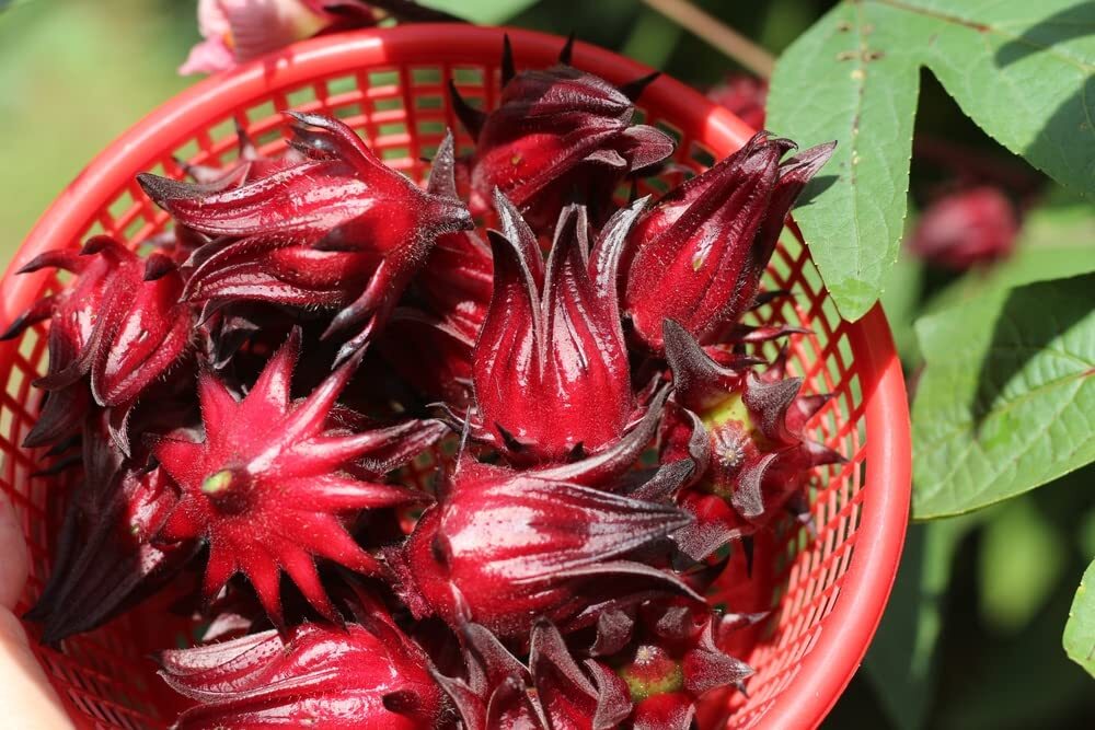 50+ Red Roselle Seeds (Hibiscus sabdariffa) – Asian Sour Leaf – Ships from Iowa,