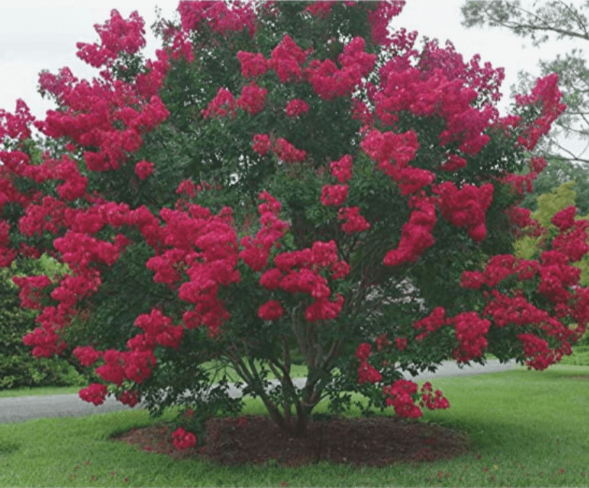 Cherokee Crape Myrtle: Lush Wine-Red Color Perfect for Hedges and Borders