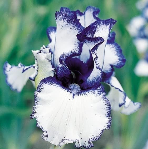 Hand Selected Heirloom Iris Seeds 35pcs Vibrant Multicolor Blooms for Gardens