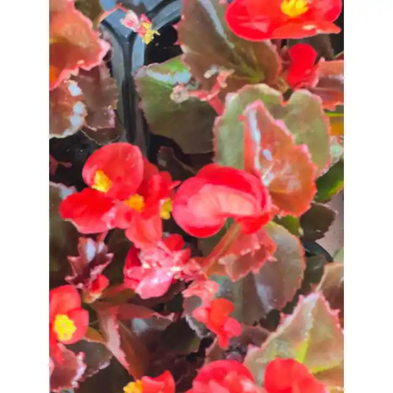 1.38 Pt. Begonia Bronze Leaf Scarlet Flower in 4.5 In. Grower’S Pot (4-Plants)