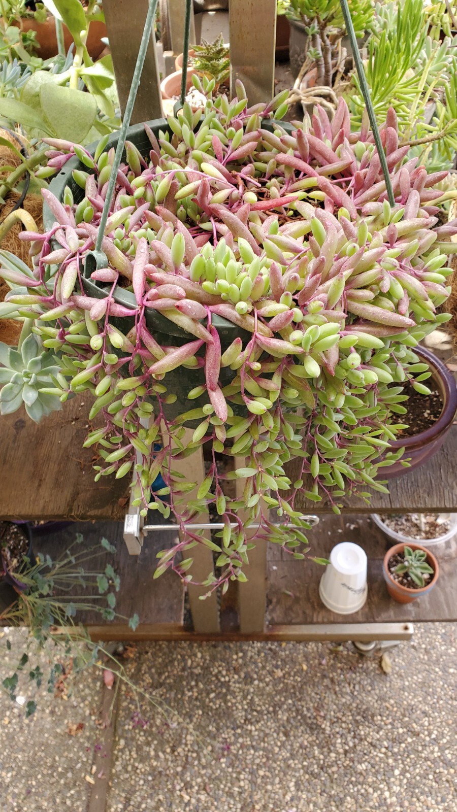 40 Succulent Assorted cuttings