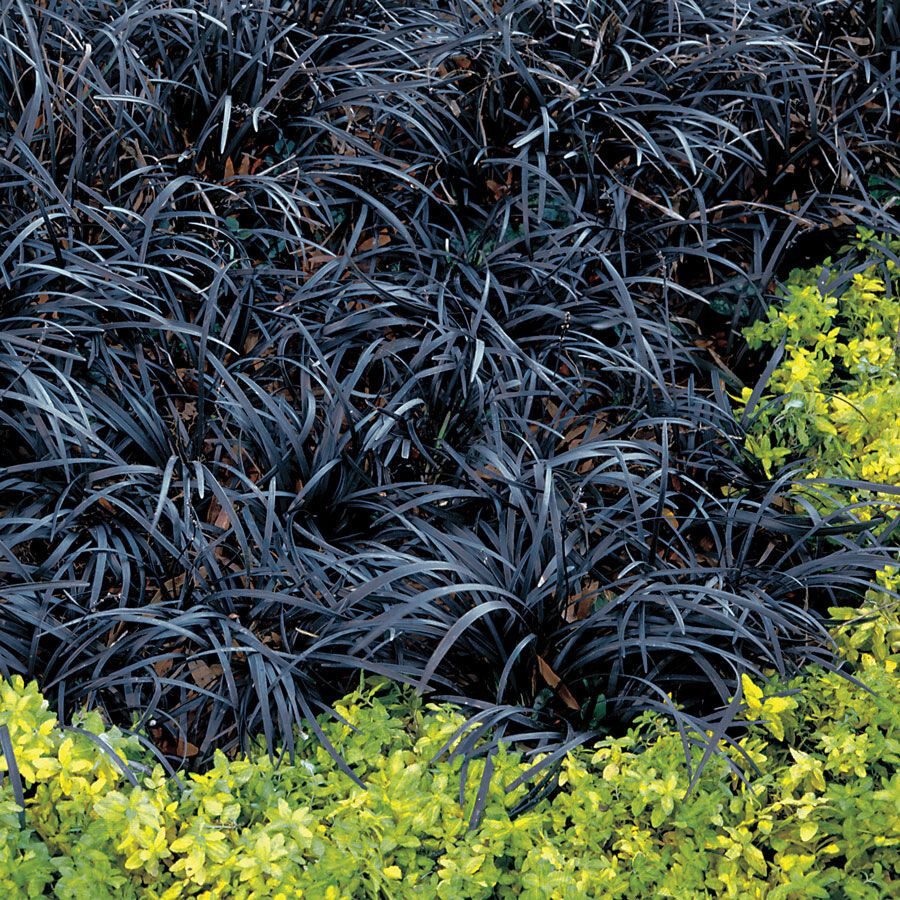Black Mondo Grass Arabicus 25 Plants in 3-1/2 inch Pots