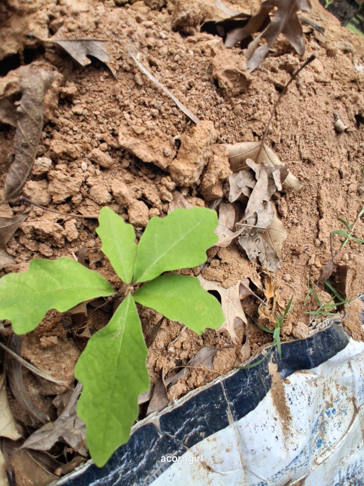 WhiteOak Tree Seedlings Saplings.5-7 Inches Tall 3trees Started 2025