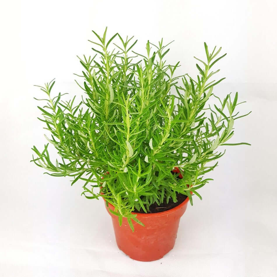 Rosemary Barbeque Rosenary 4inches Pot Live Plant