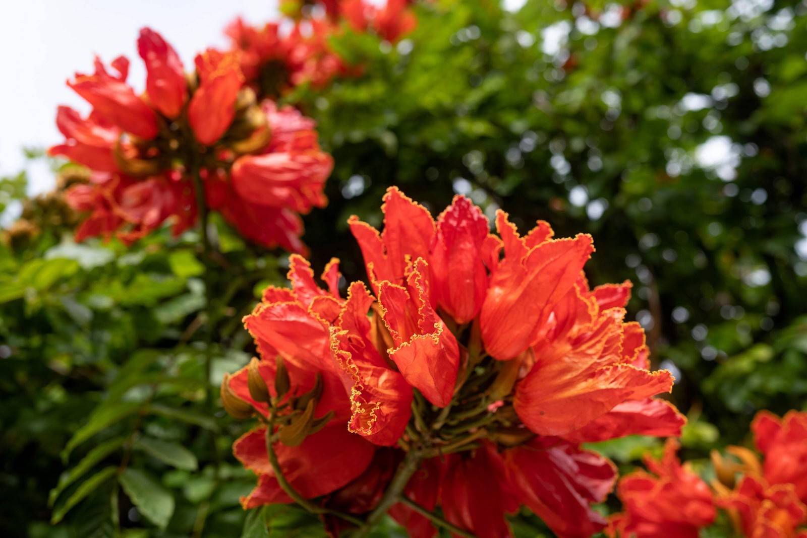 15 Red AFRICAN TULIP TREE Fire Tree Flame of Forest Spathodea Campanulata Seeds