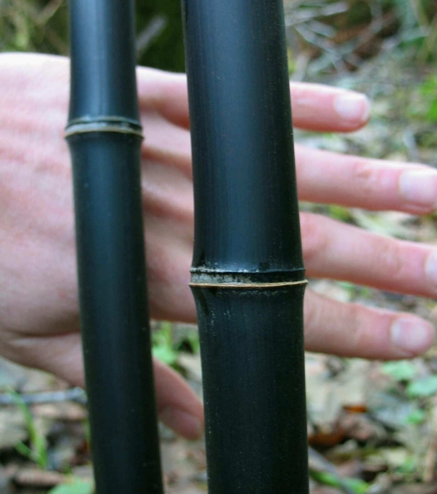 50+ Rare Black Bamboo Seeds for Planting | Exotic and Fast Growing | Ships from