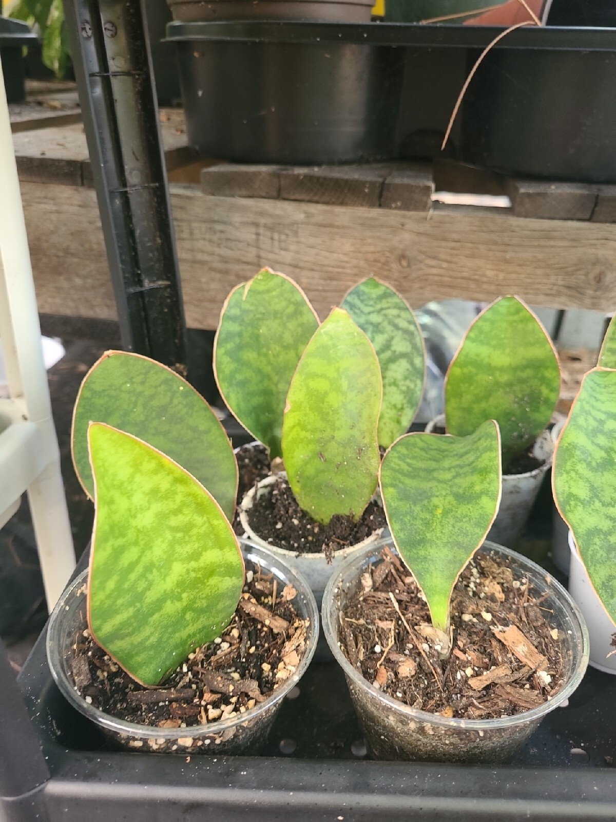 Baby Sansevieria Masoniana Whale Fin Snake Plant 4-5″ rooted