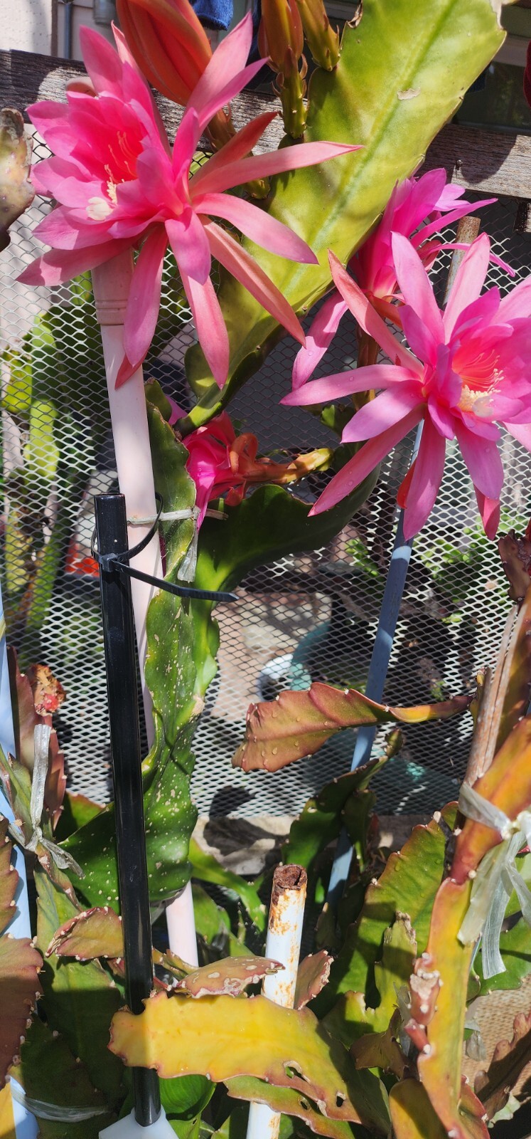 Epiphyllum Oxypetallum (Queen of the Night) Pink, red or yellow Color 6-15″