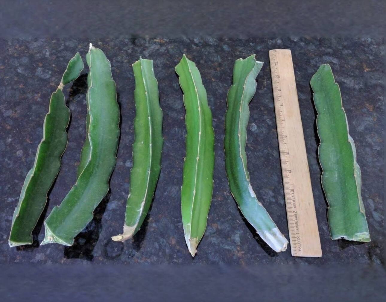 2 Organic Dragon fruit cutting 8-12 In Multiple Varieties