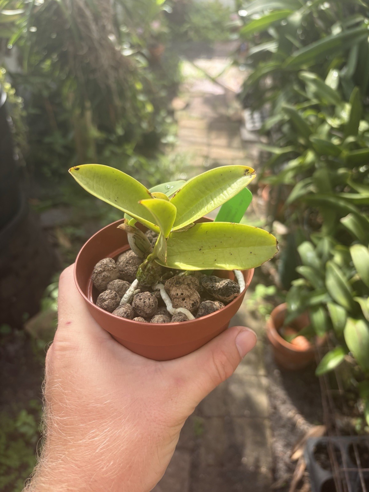 Cattleya walkeriana coerulea ‘Edward’ SM/JOS Blue Orchid Plant Species BS 0704