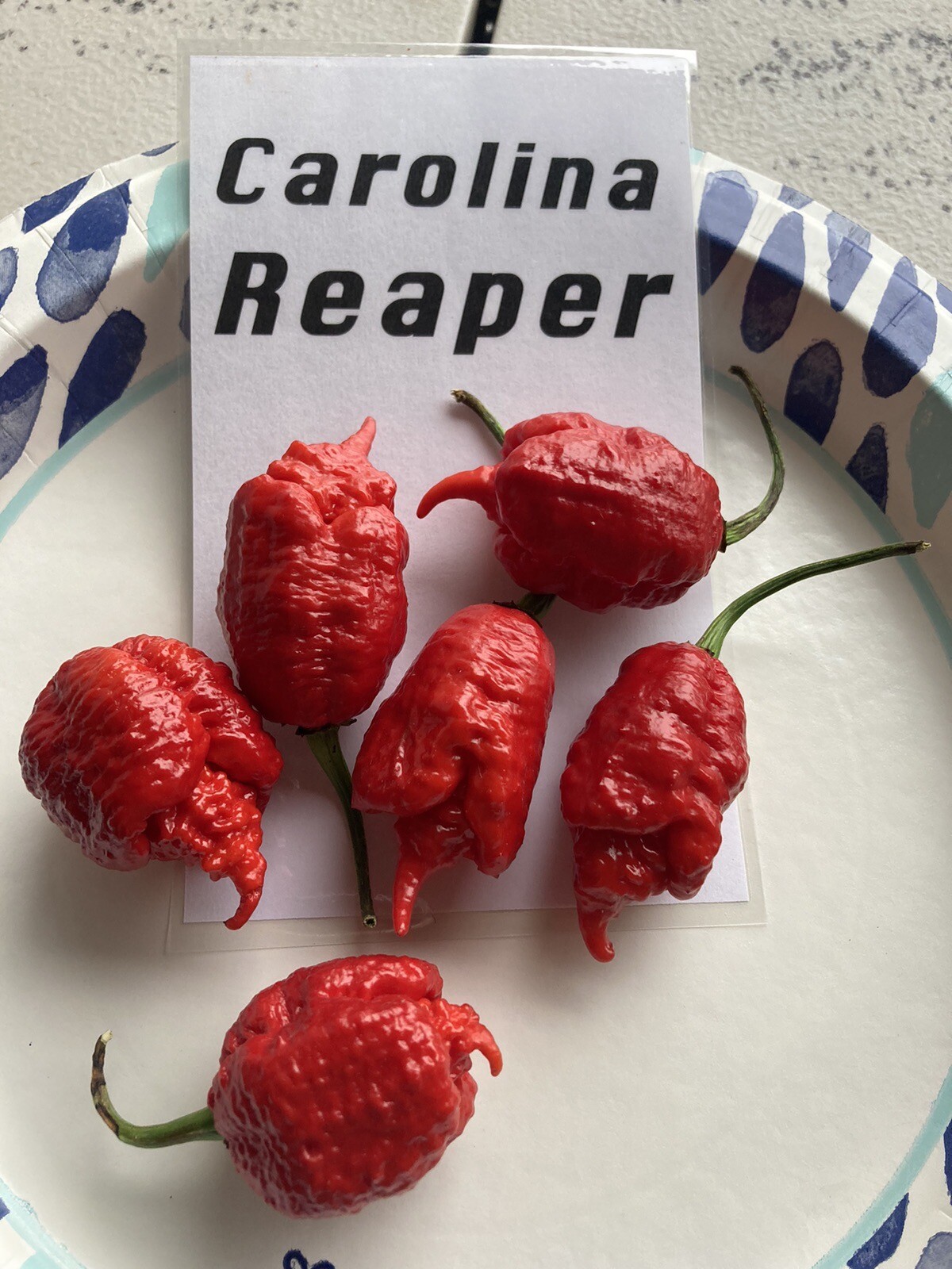 Carolina Reaper Hot Pepper Seeds 15+ Per Pack