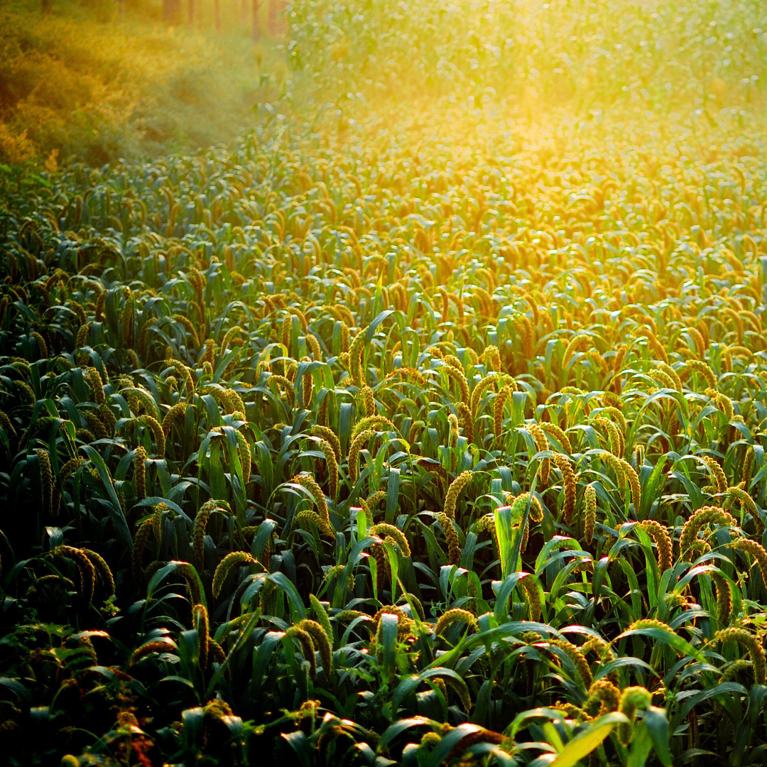 Fresh Foxtail Millet Seeds | Fast Growing | Heirloom Non-GMO | Grain Seeds