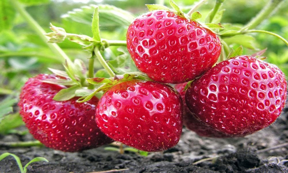 5 Fort Laramie Everbearing Strawberry Bare Roots