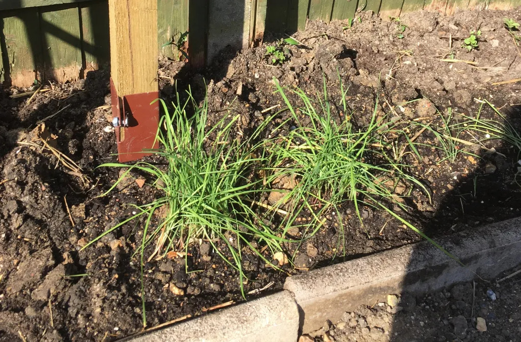 1 Set of 3 Live Chinese Garlic Chive Roots – Allium tuberosum – Ready to Plant