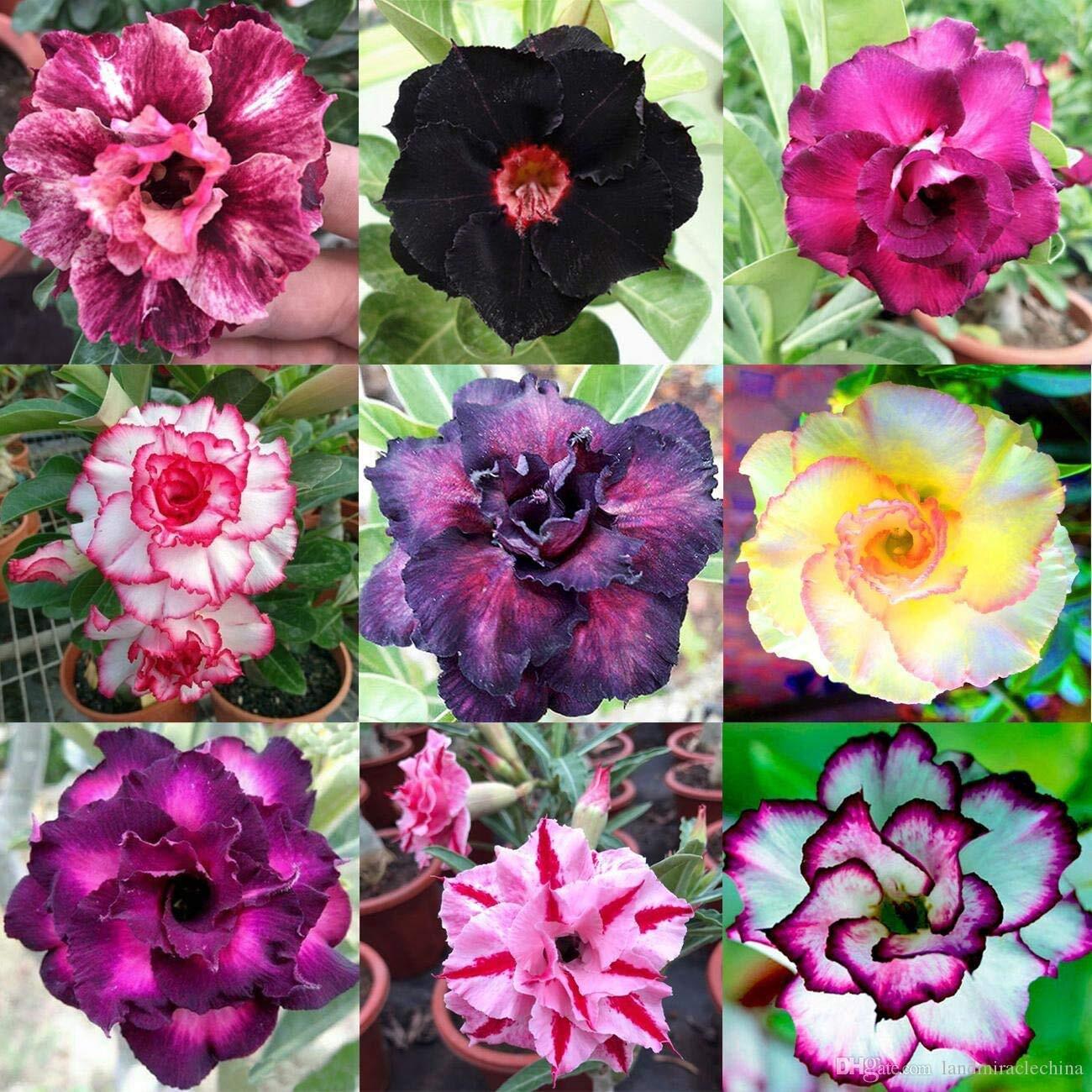 Mixed Color Desert Rose Seeds | 10 Seeds | Adenium Obesum | Seeds to Grow