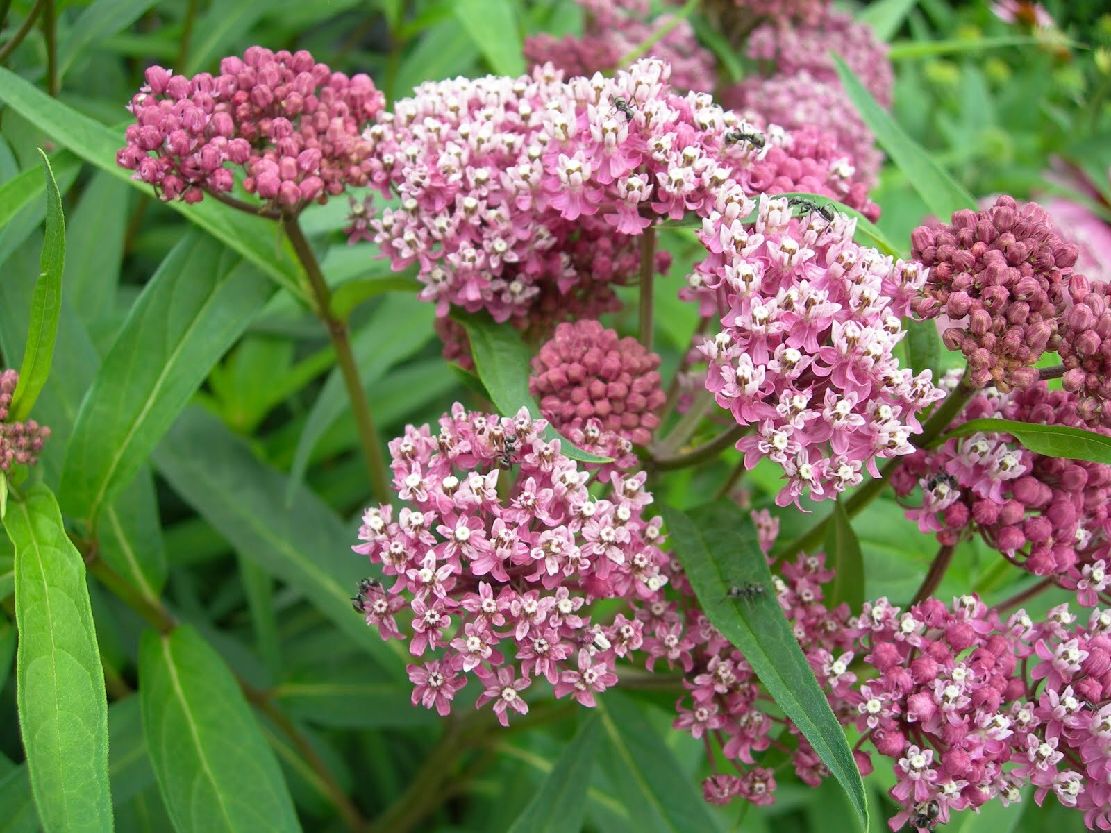 Swamp Milkweed Seeds 30+ Asclepias Incarnata PERRENIAL USA BUTTERFLIES BEES
