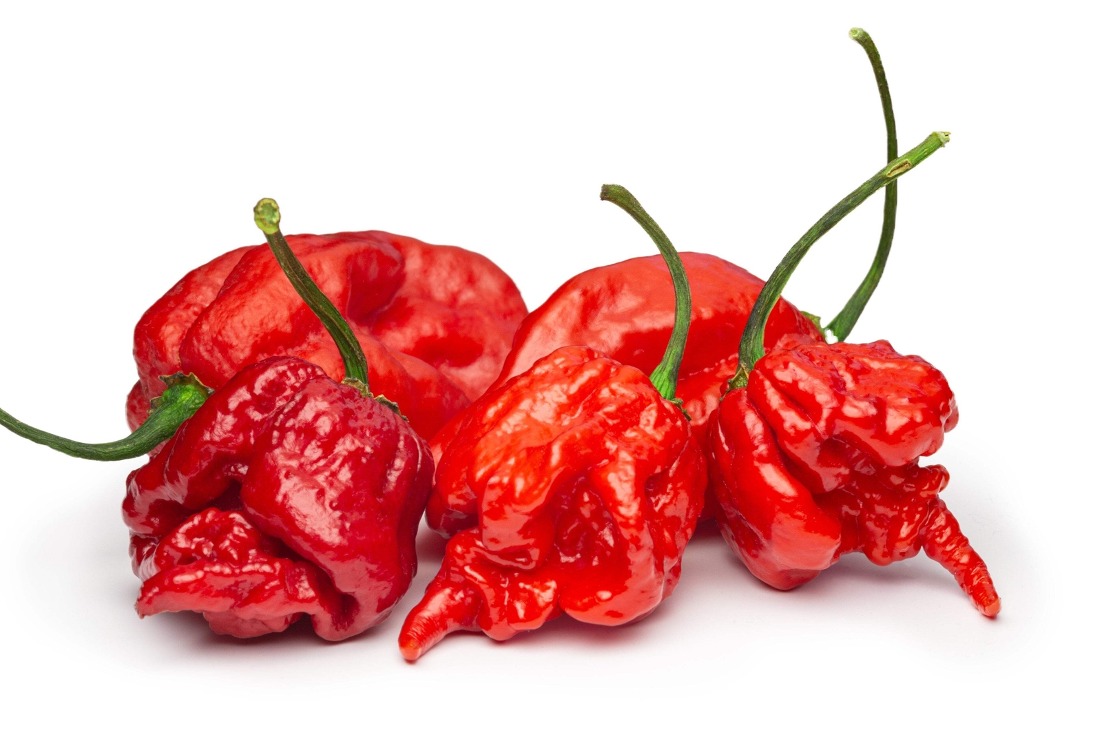 10 Red CAROLINA REAPER PEPPER World’s Hottest Capsicum Chinense Hot Chili Seeds