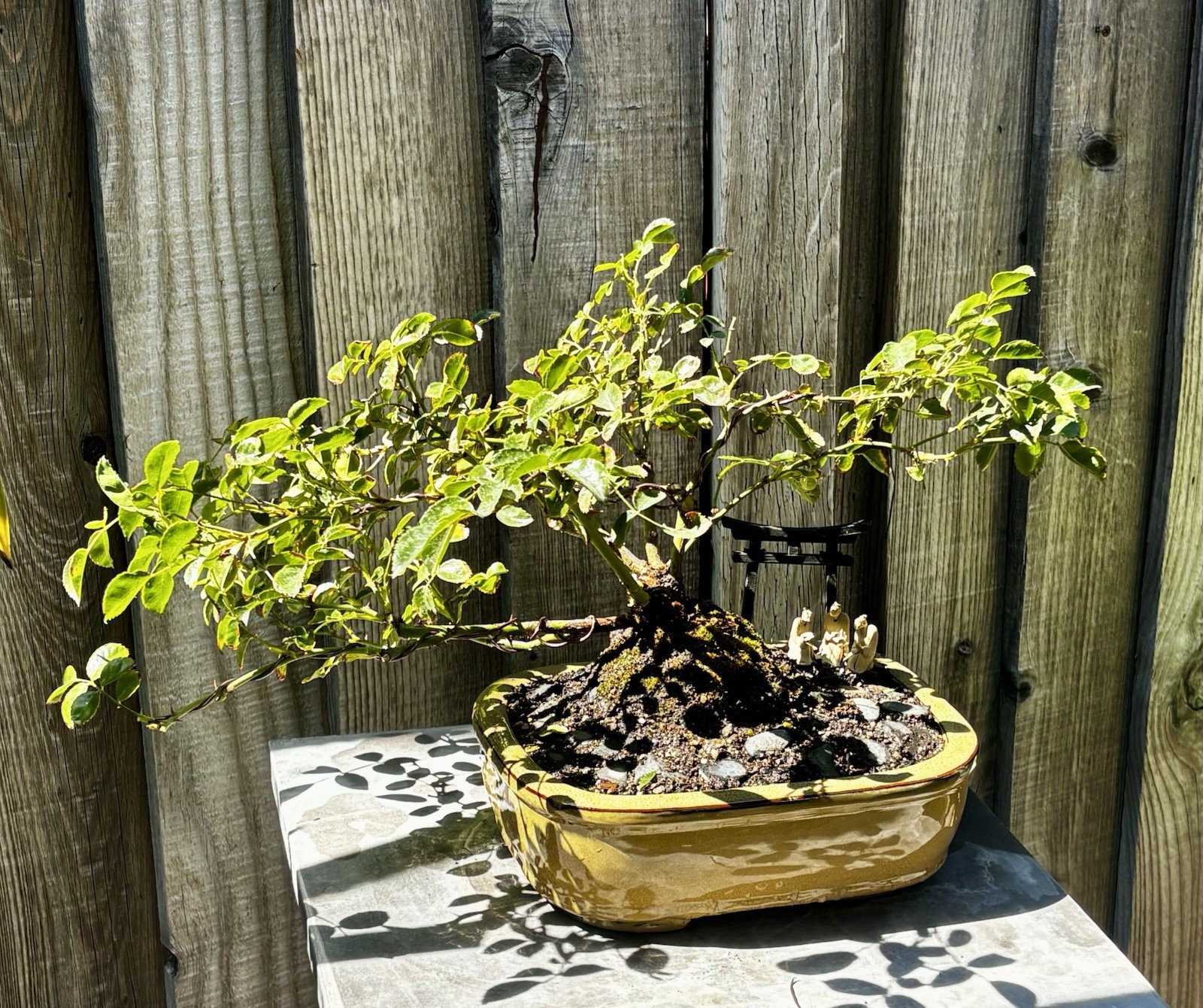 ROSE BONSAI TREE IN 10” CERAMIC POT. NATIONWIDE SHIPPING VIA FEDEX-