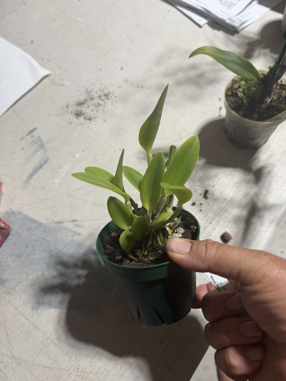 Cattleya intermedia ‘Mem. Pete Otway’ FCC/AOS Orchid Plant Species BS 0625