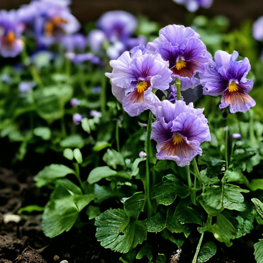 Packet Pansy Seeds – Fragrant – 150 Seeds
