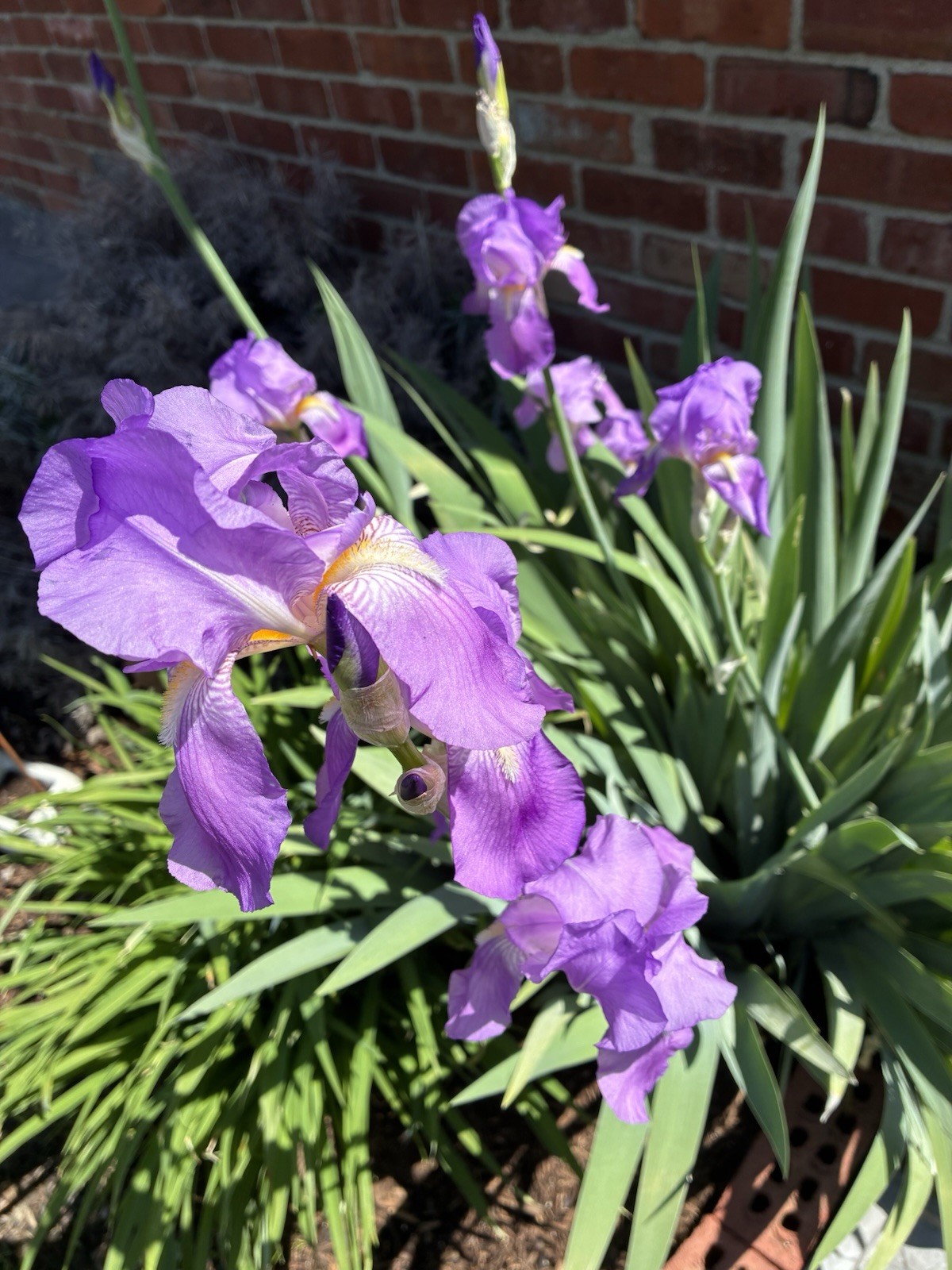 Tall Bearded Iris Rhizome, Light Purple.