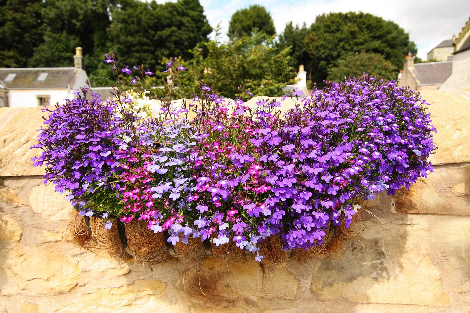 200 LILAC Purple LOBELIA REGATTA Lobelia Erinus Flower Seeds