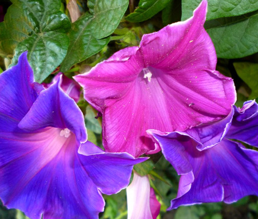 MORNING GLORY JAPANESE KIKYO-ZAKI Ipomoea Nil – 50 Bulk Seeds